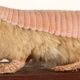 Illustration for article titled Real-Life Animals We Want To See As Gigantic Movie Monsters